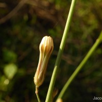 Launaea intybacea (Jacq.) Beauverd